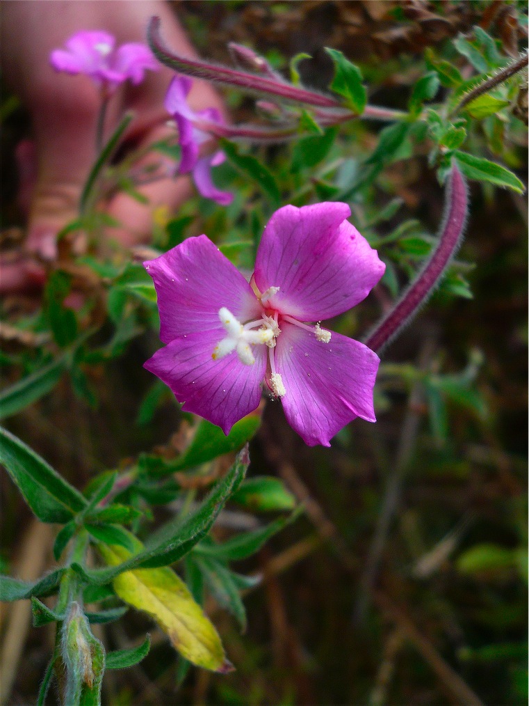 Epilobium hirsutum